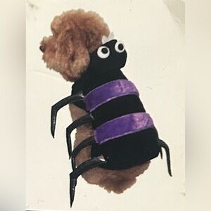 Spooky Cute Isty Bitsy Purple Plush Spider Dog Costume Halloween, Small #0925094